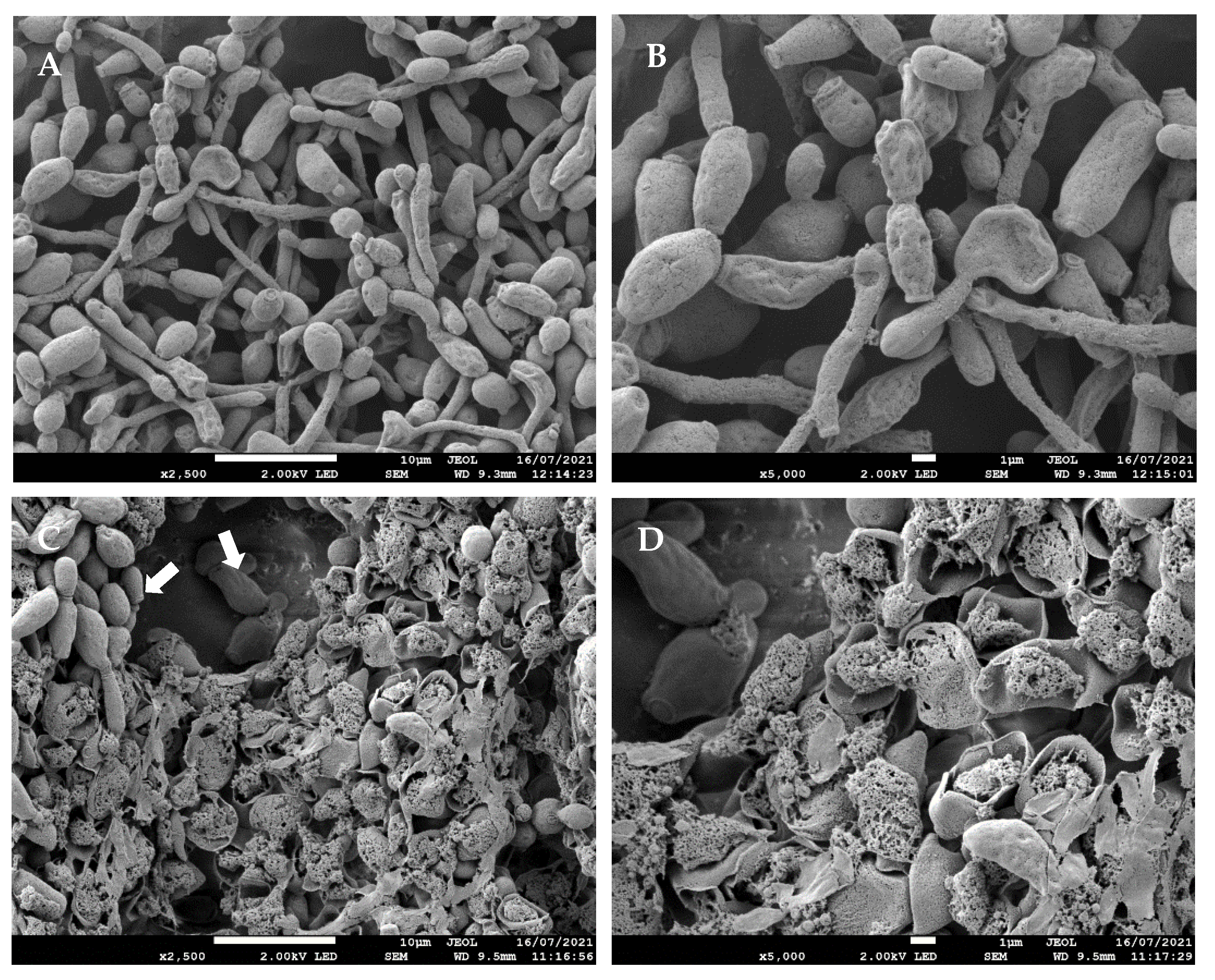 Applsci 11 10367 g004