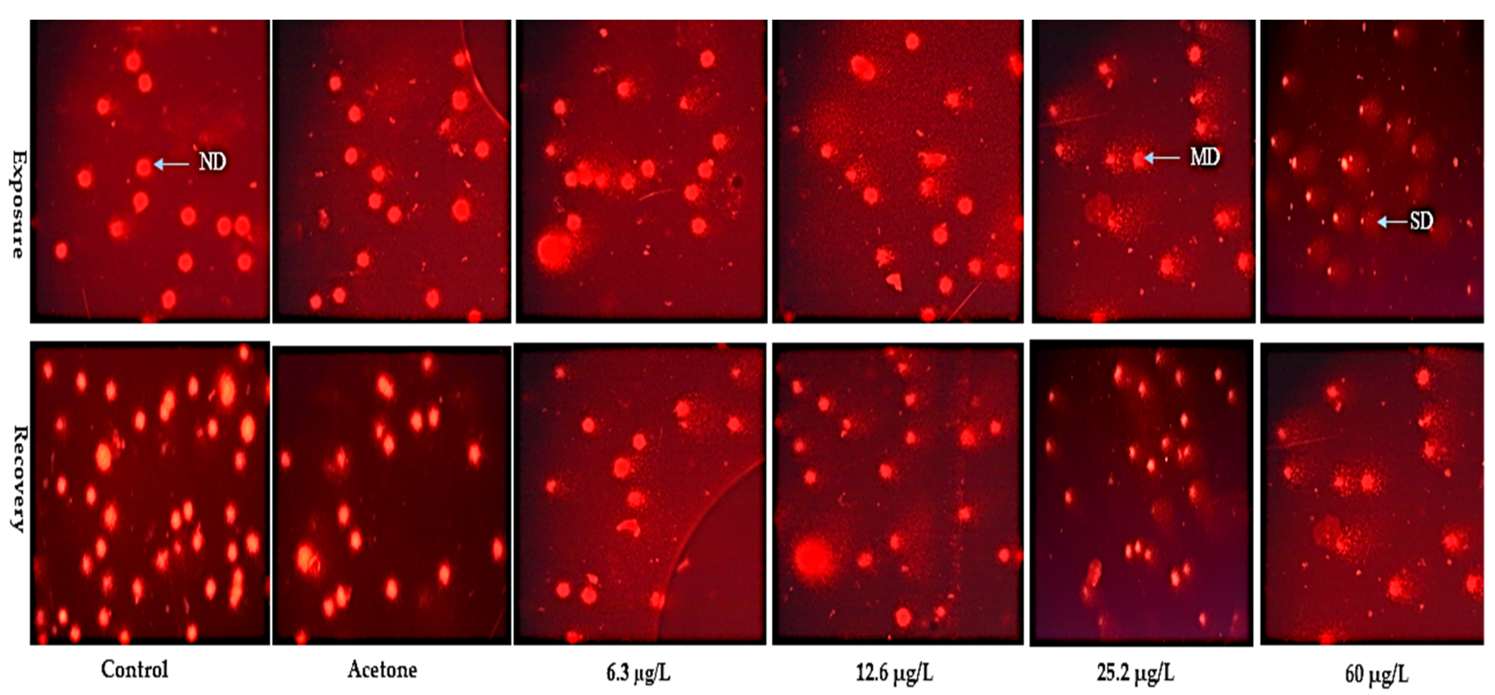 Applsci 11 10478 g003