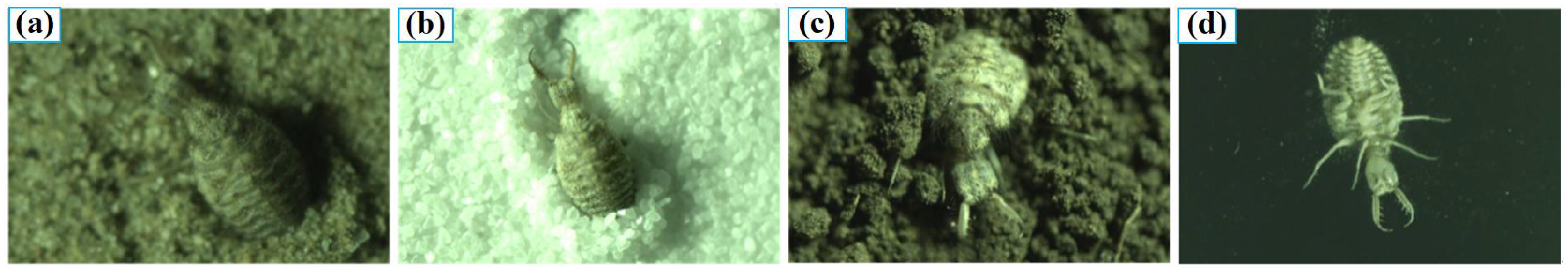 Applsci 11 10480 g001