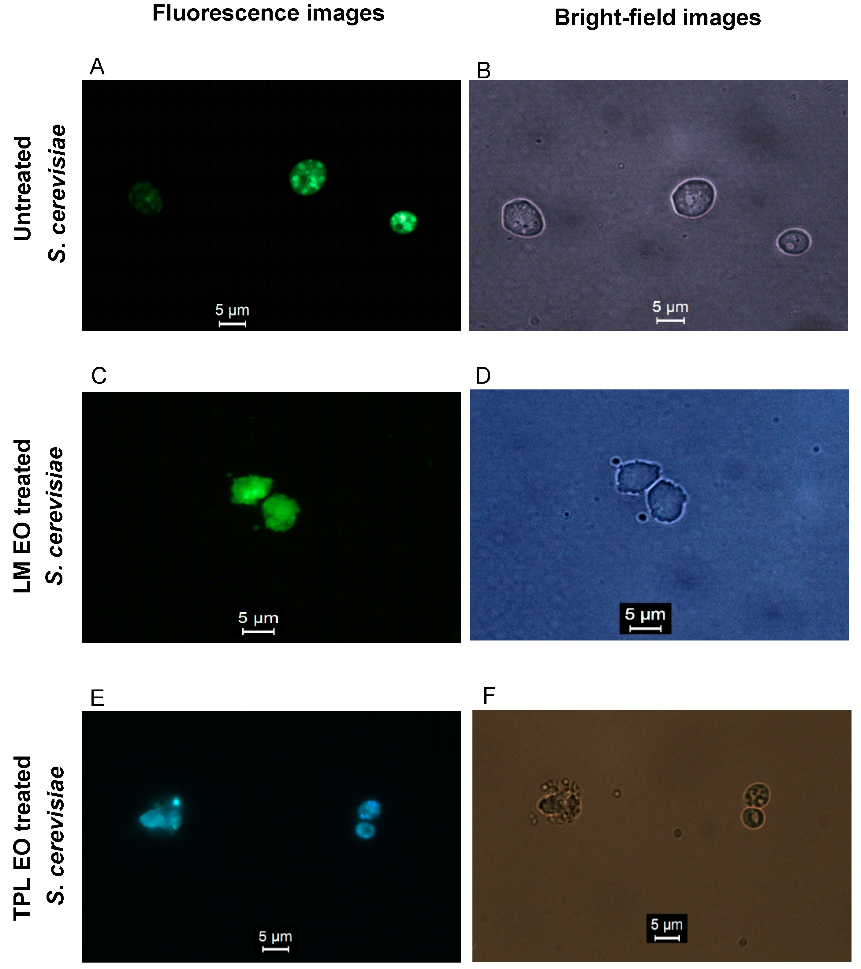 Applsci 11 10670 g004