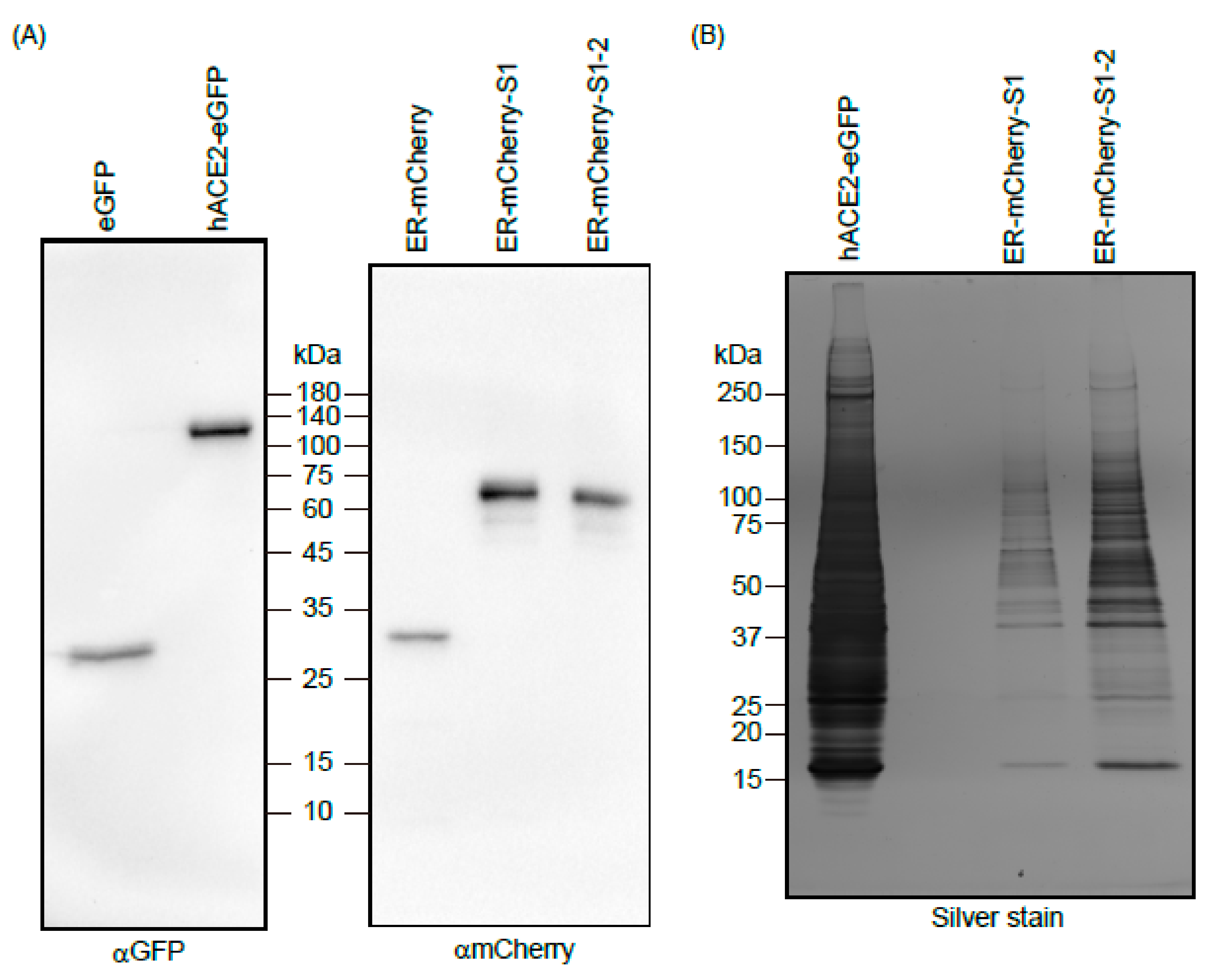 Applsci 11 10697 g002