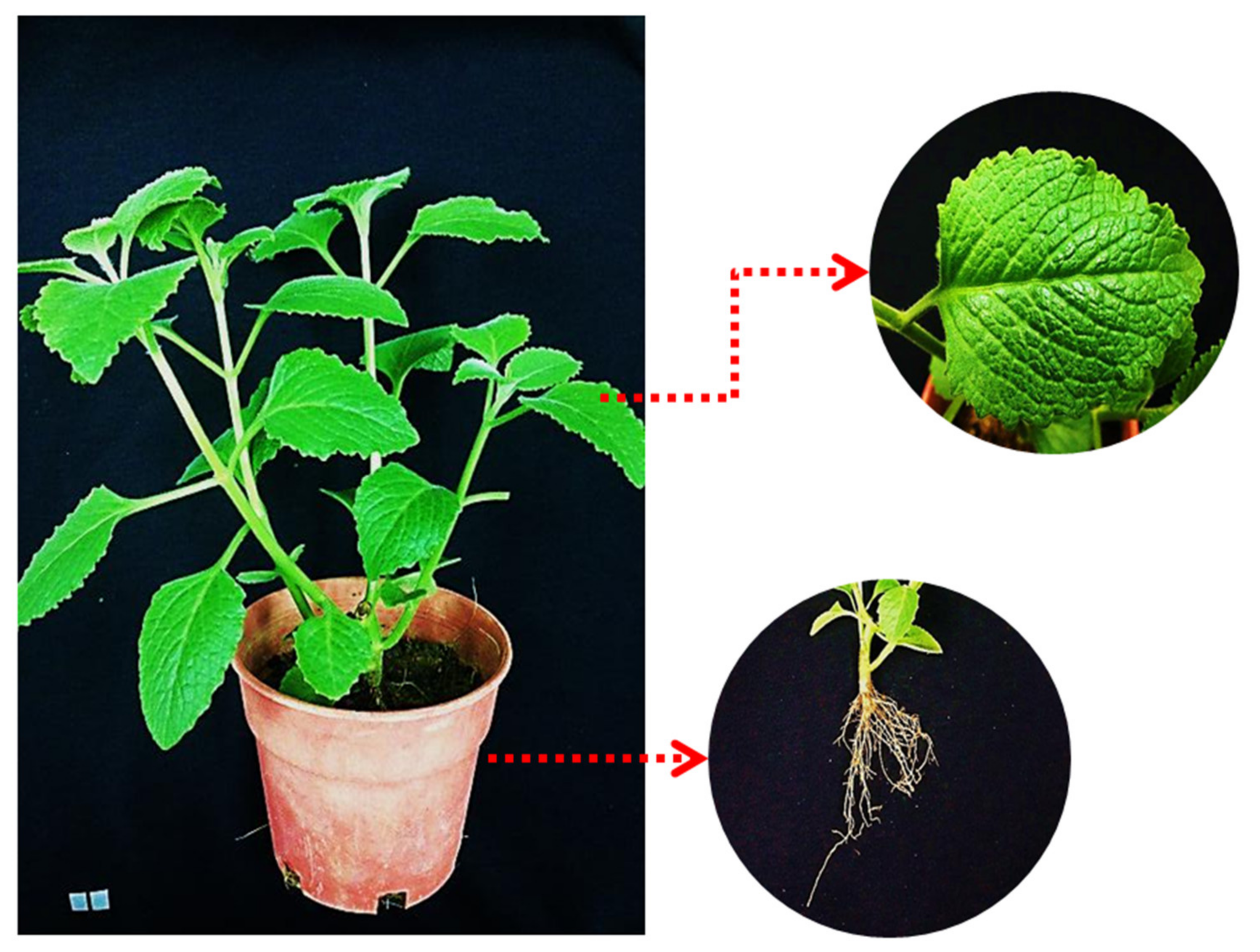 Applsci 11 10838 g001