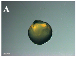 Applsci 11 11404 i001