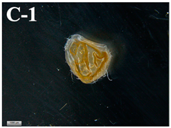 Applsci 11 11404 i007