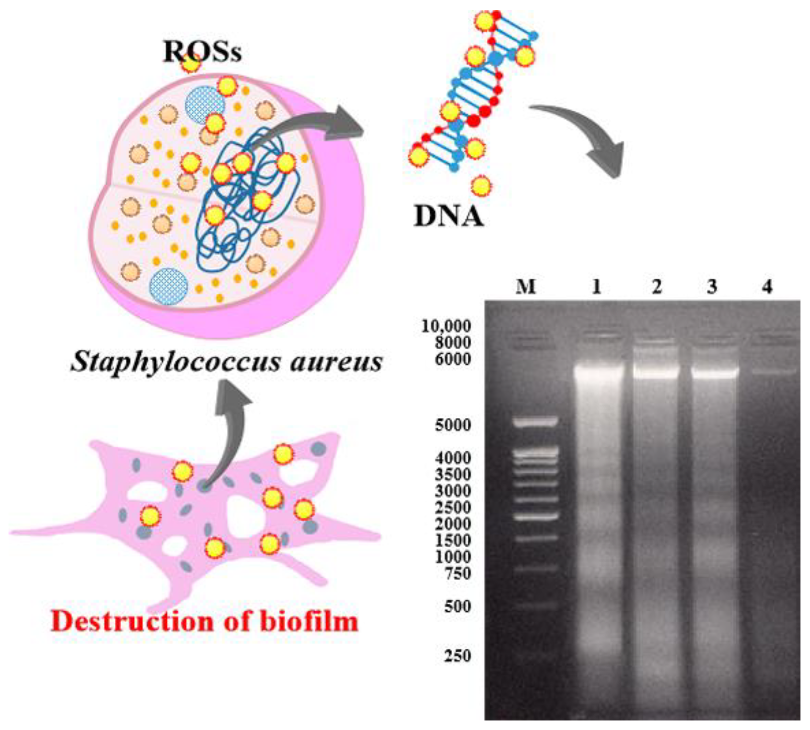 Applsci 11 11597 g007