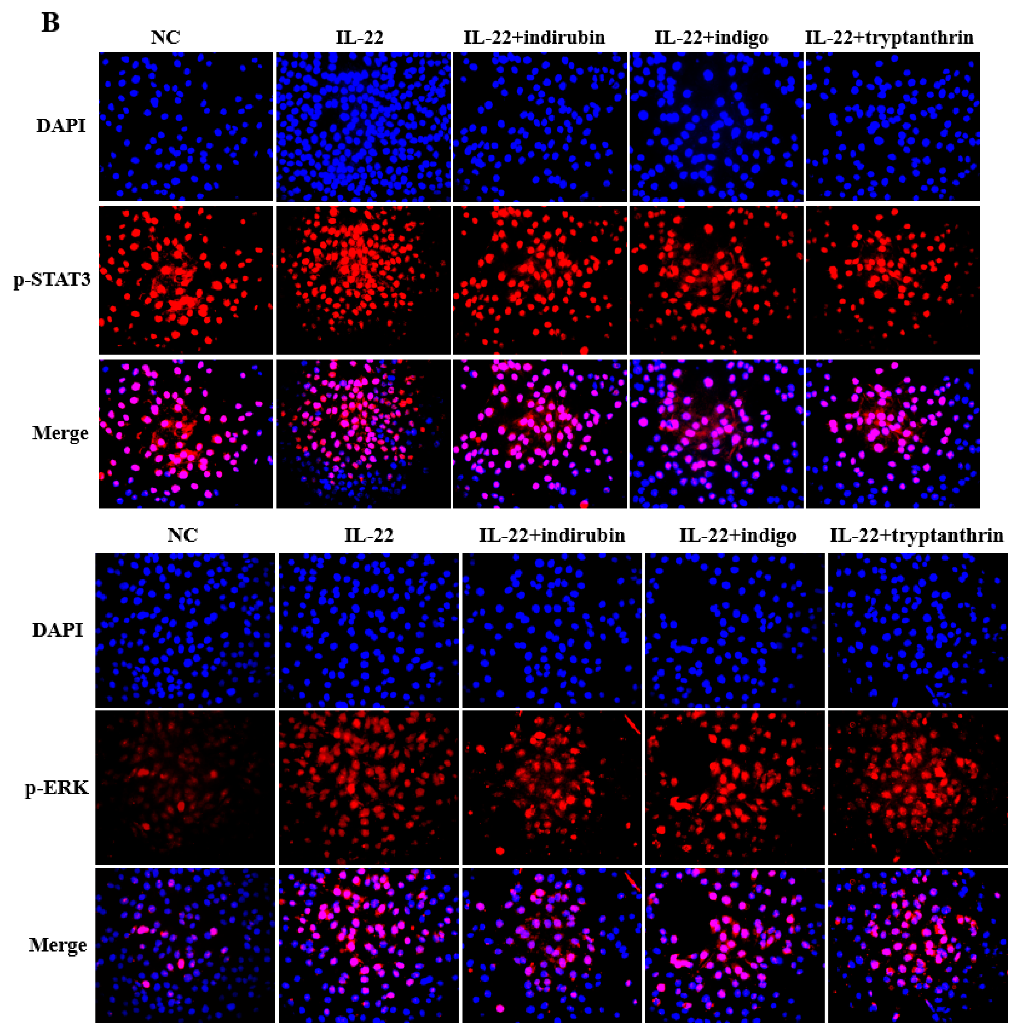 Applsci 11 11599 g004b