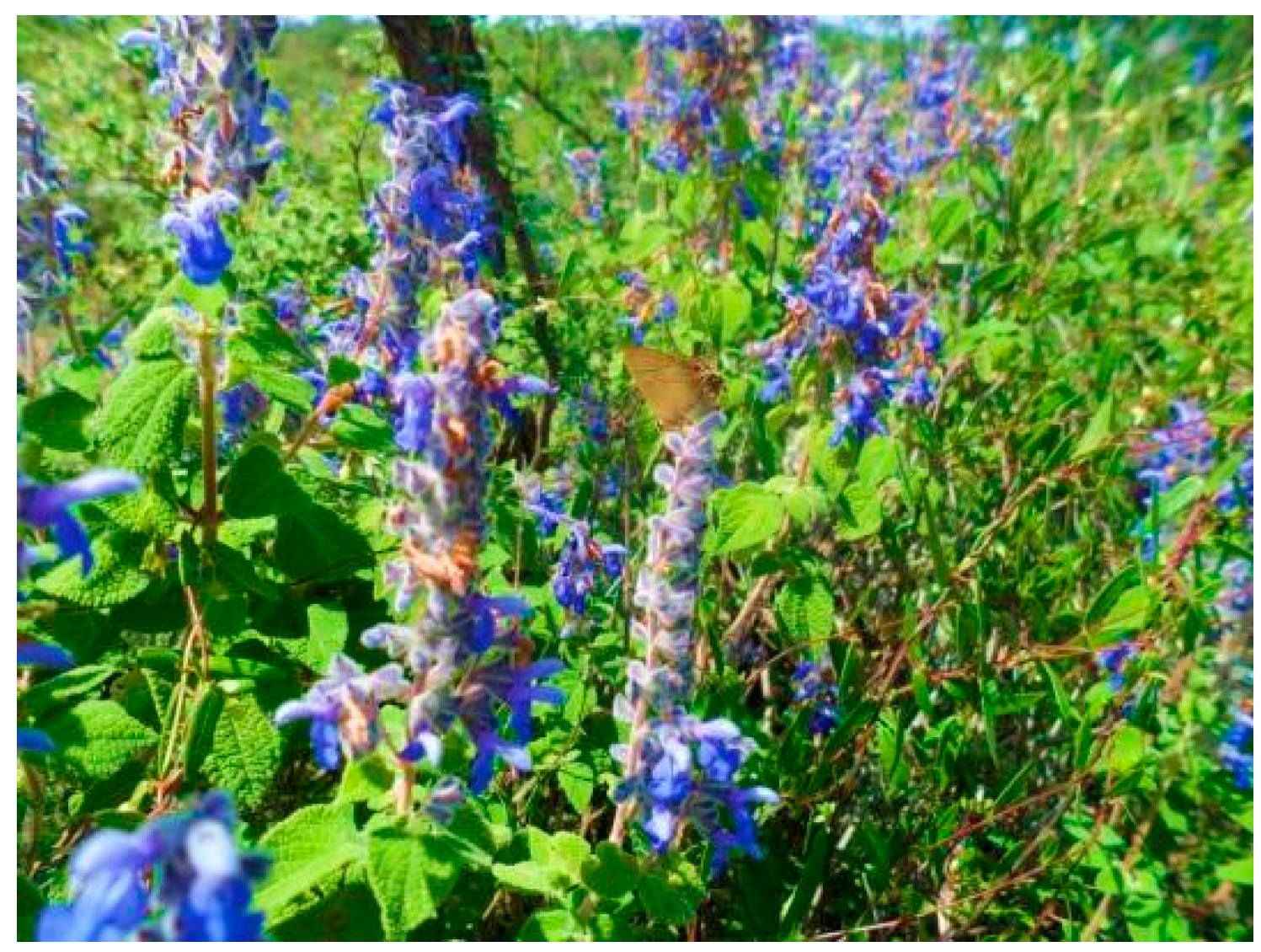 Applsci 11 11813 g001