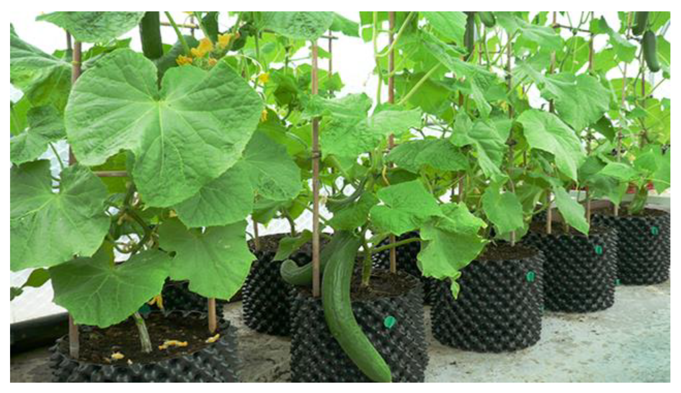 Applsci 11 11853 g002