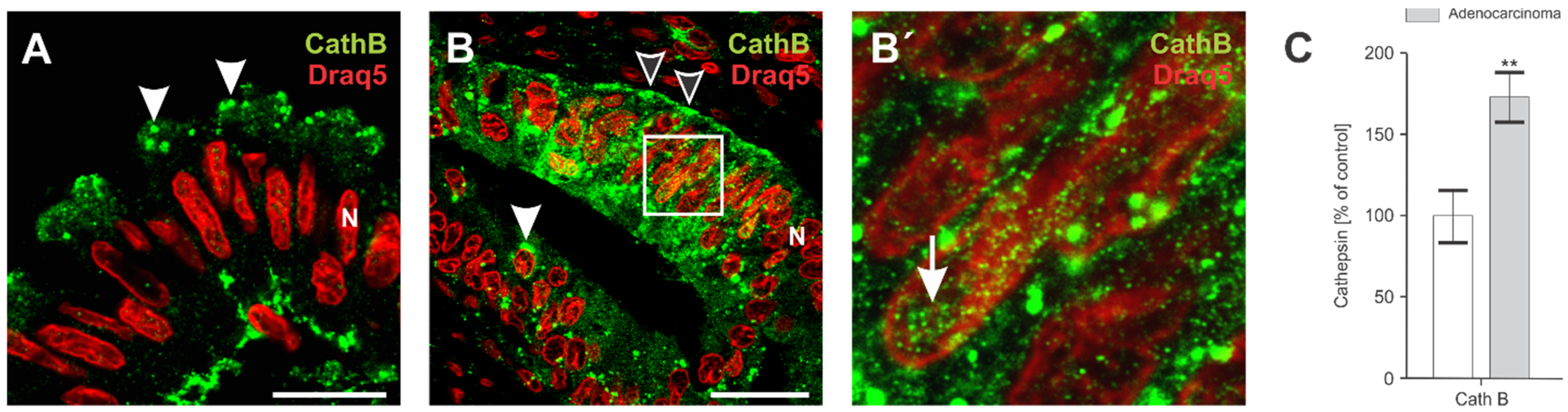 Applsci 11 11936 g001