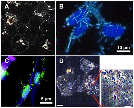 Applsci 11 12132 g003 550