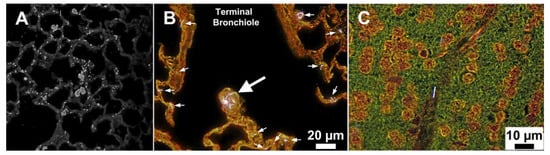 Applsci 11 12132 g004 550