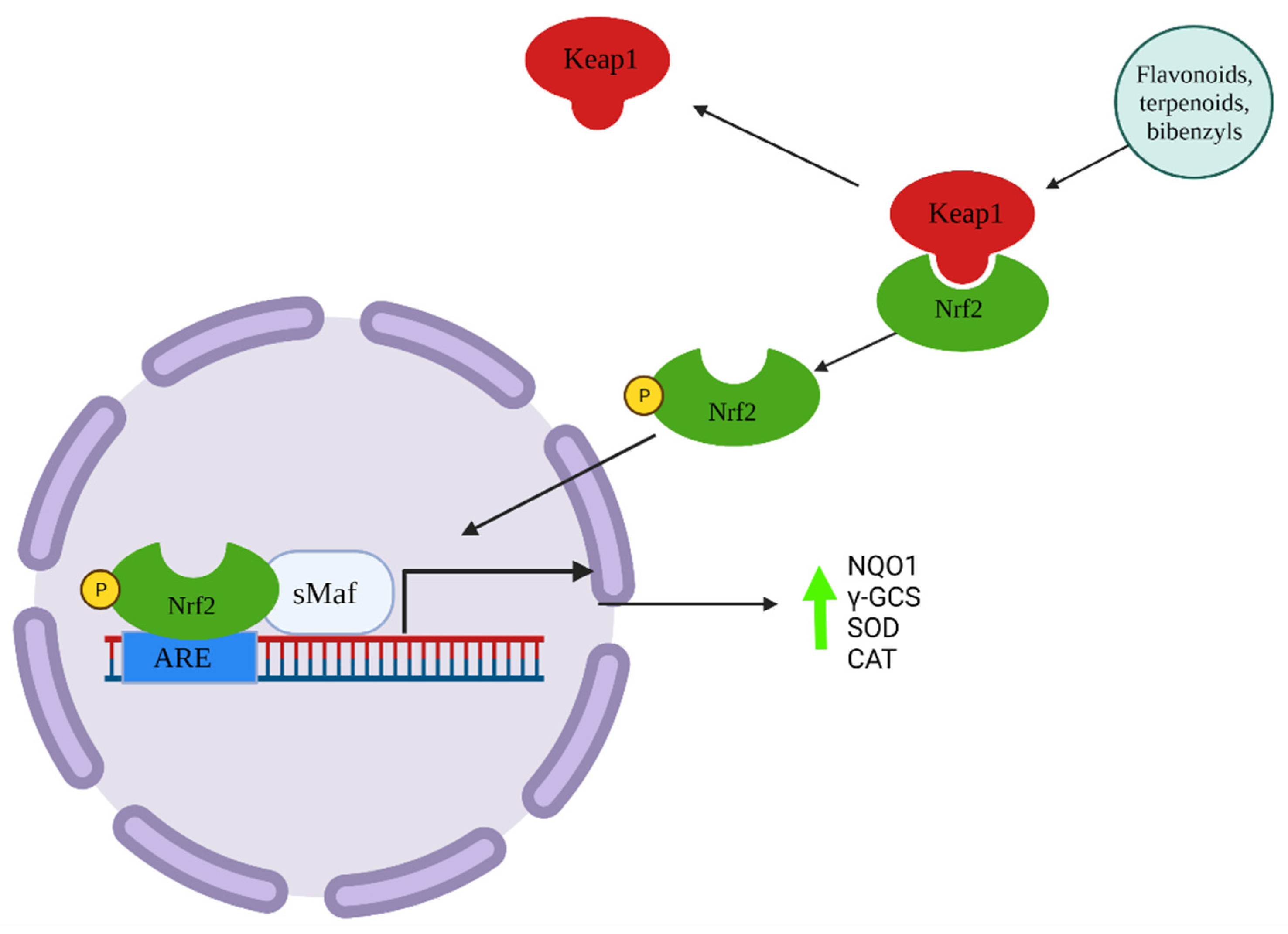 Applsci 12 00160 g002