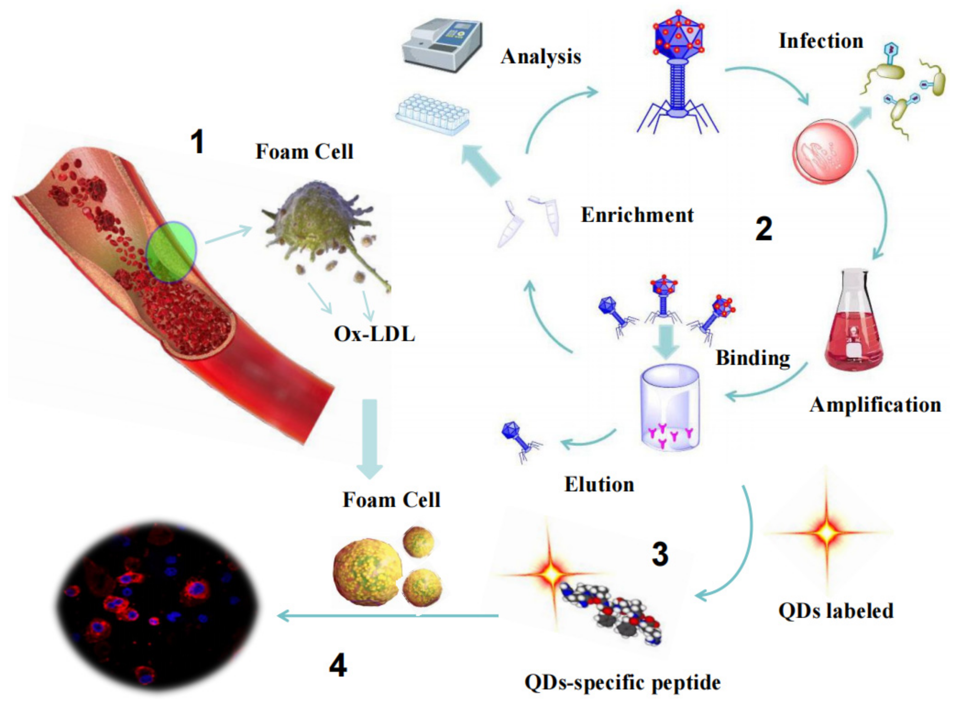 Applsci 12 00562 g001
