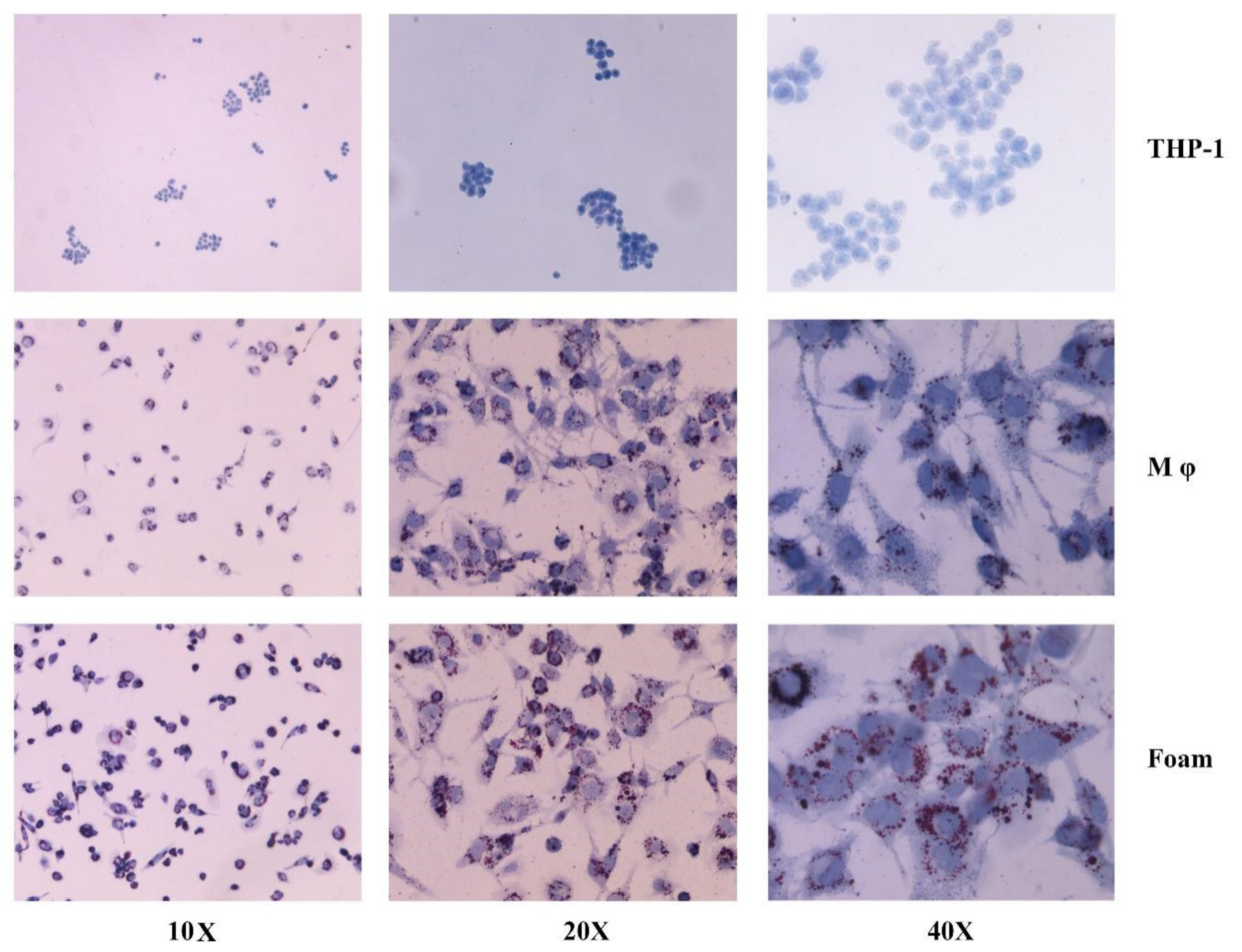 Applsci 12 00562 g002