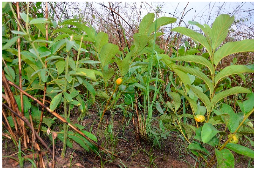 Applsci 12 00792 i002