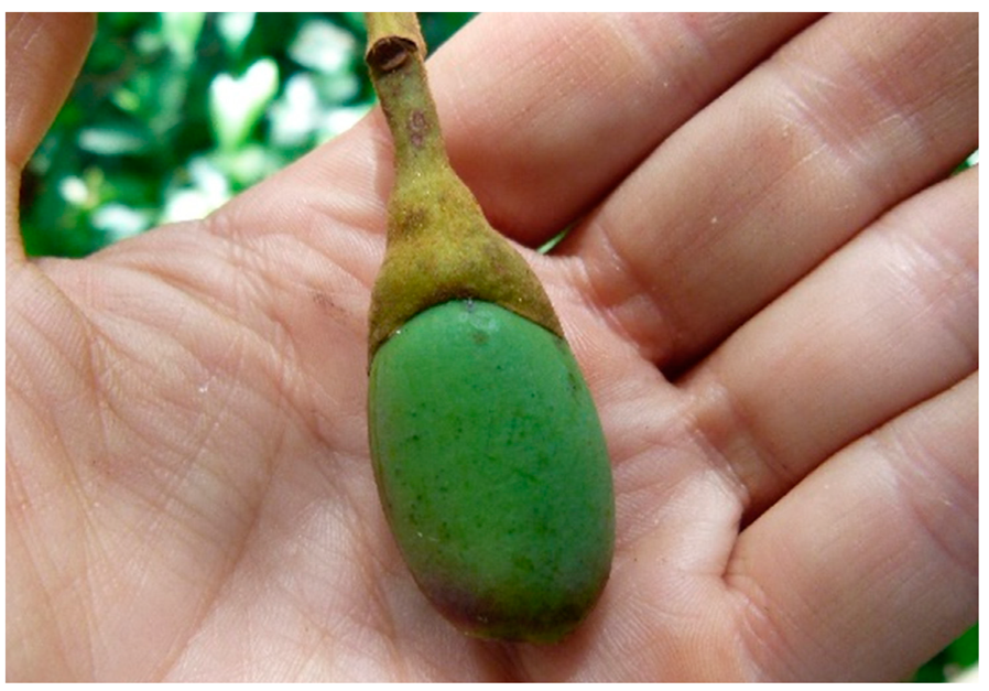 Applsci 12 00792 i005