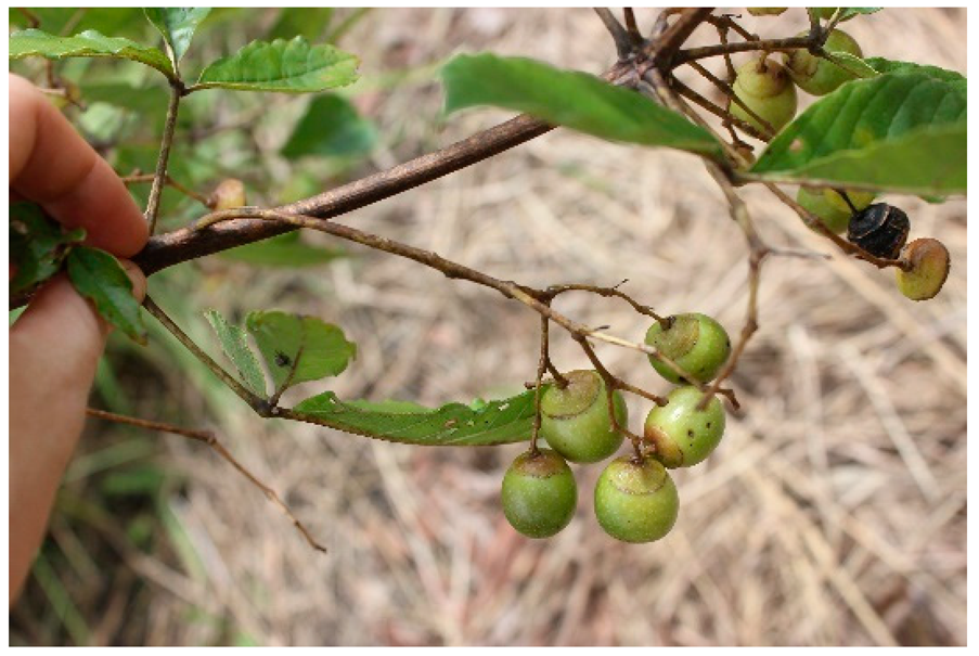 Applsci 12 00792 i006