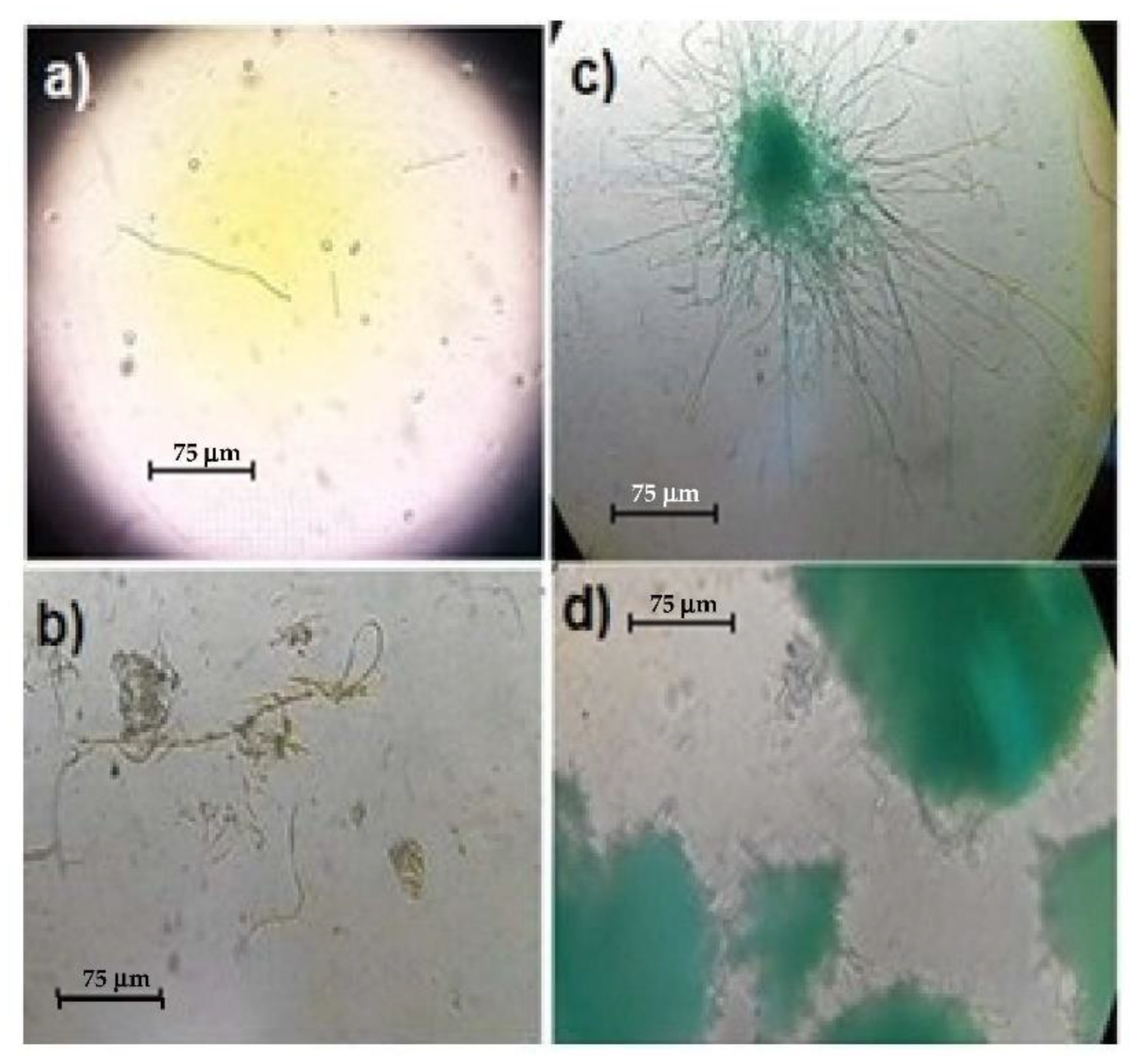Applsci 12 01513 g007