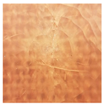 Applsci 12 01869 i008