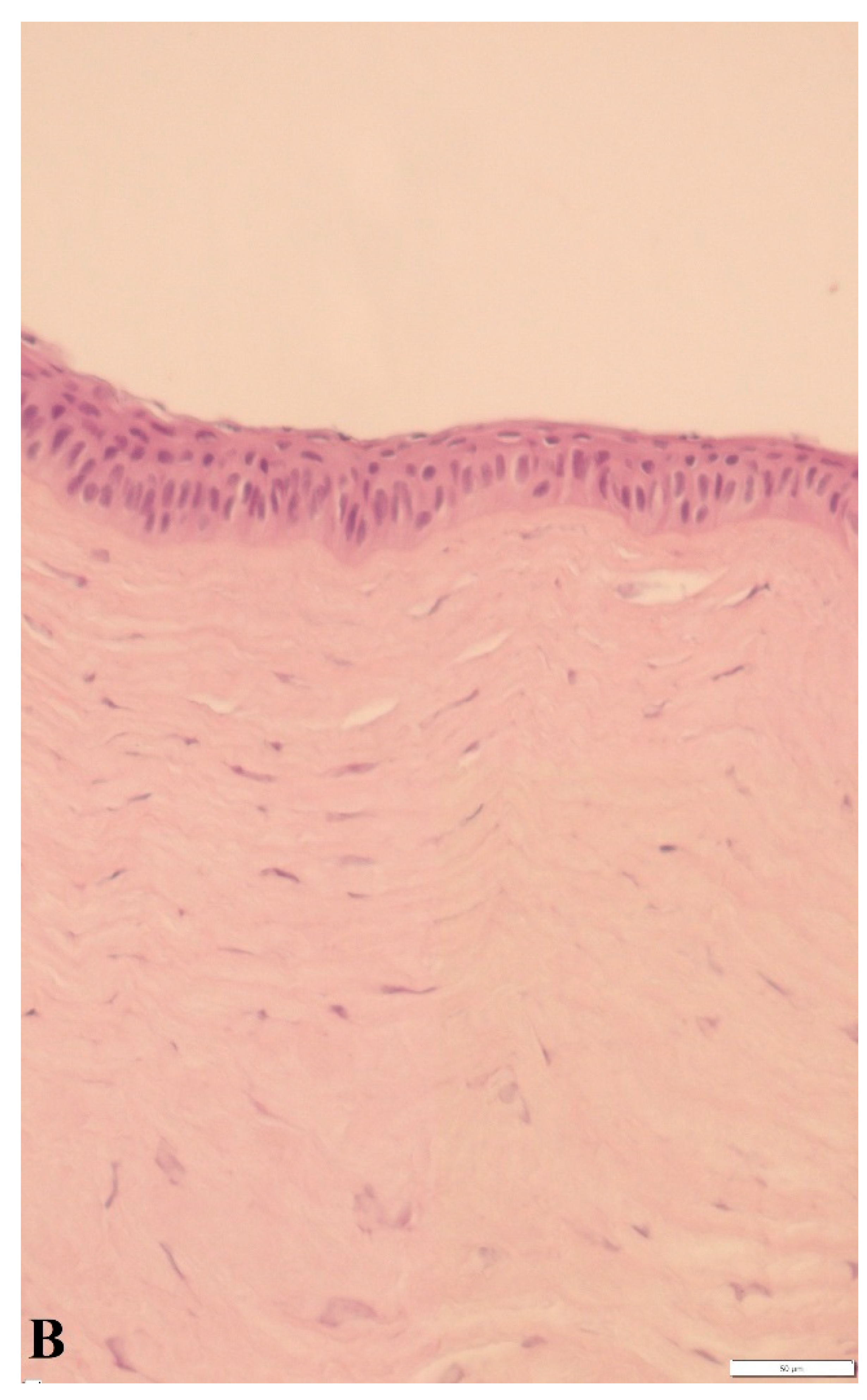 Applsci 12 02468 g004b