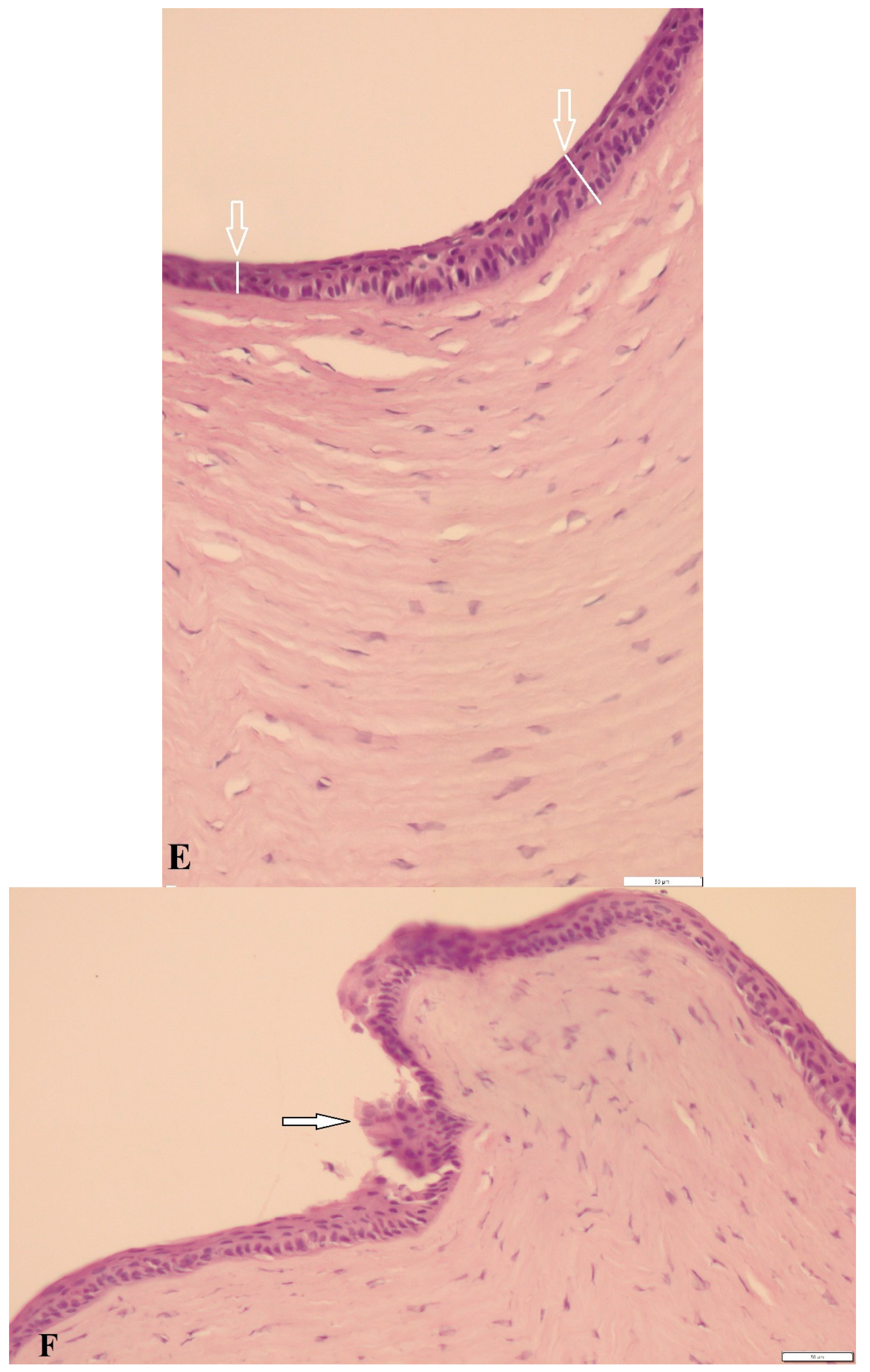 Applsci 12 02468 g004e