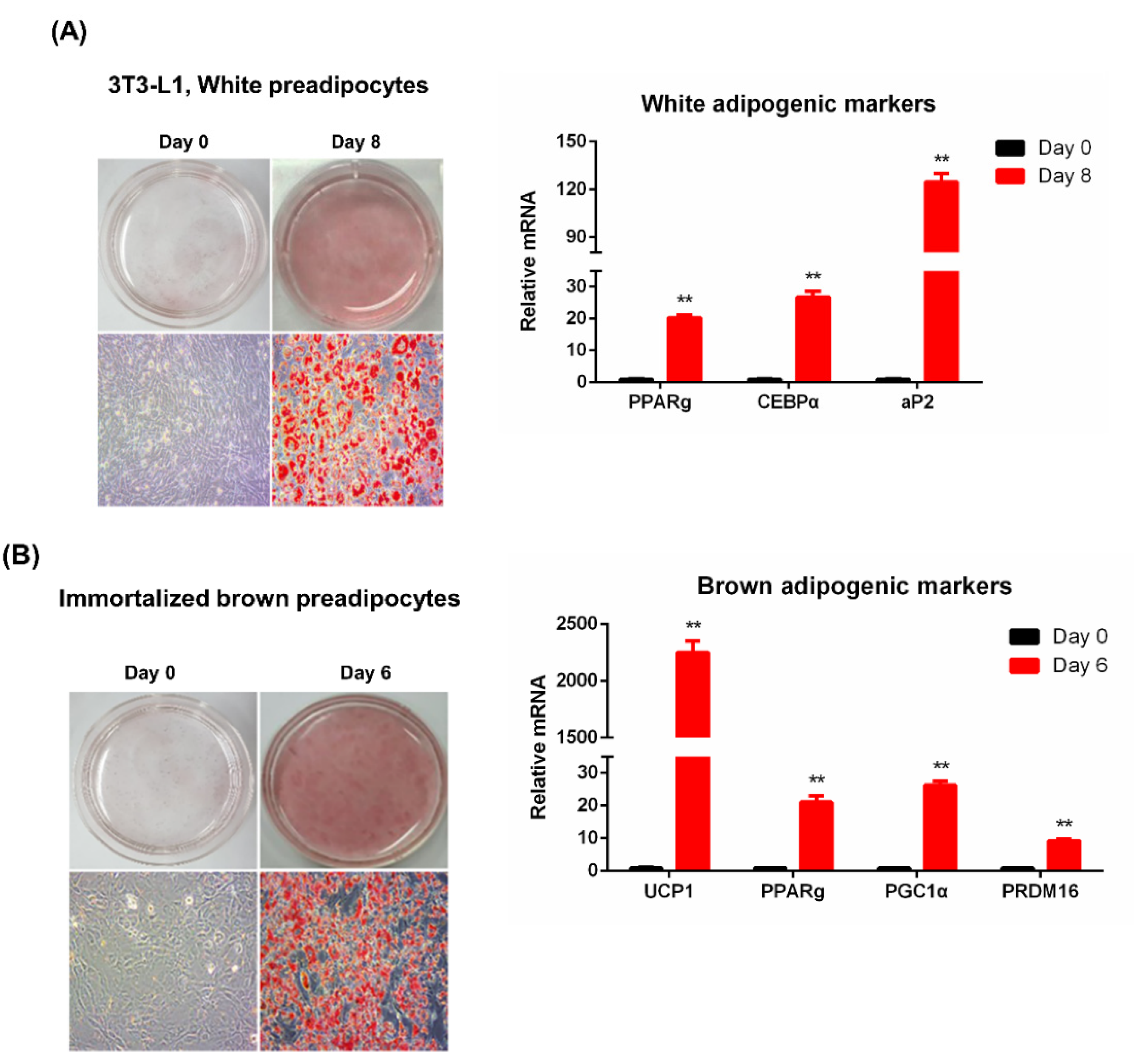 Applsci 12 03071 g001 Applsci 12 03071 g001