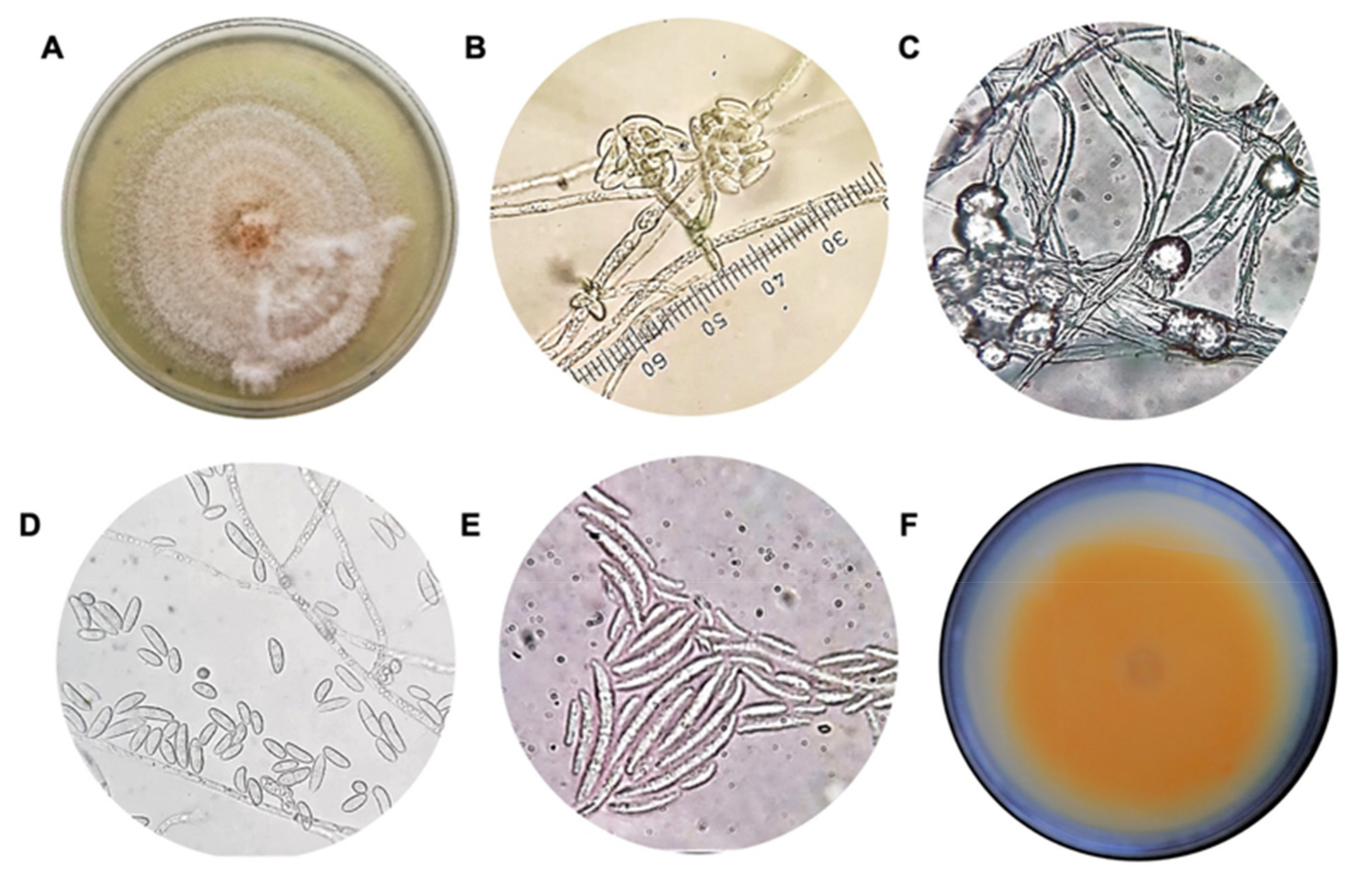 Applsci 12 03213 g001