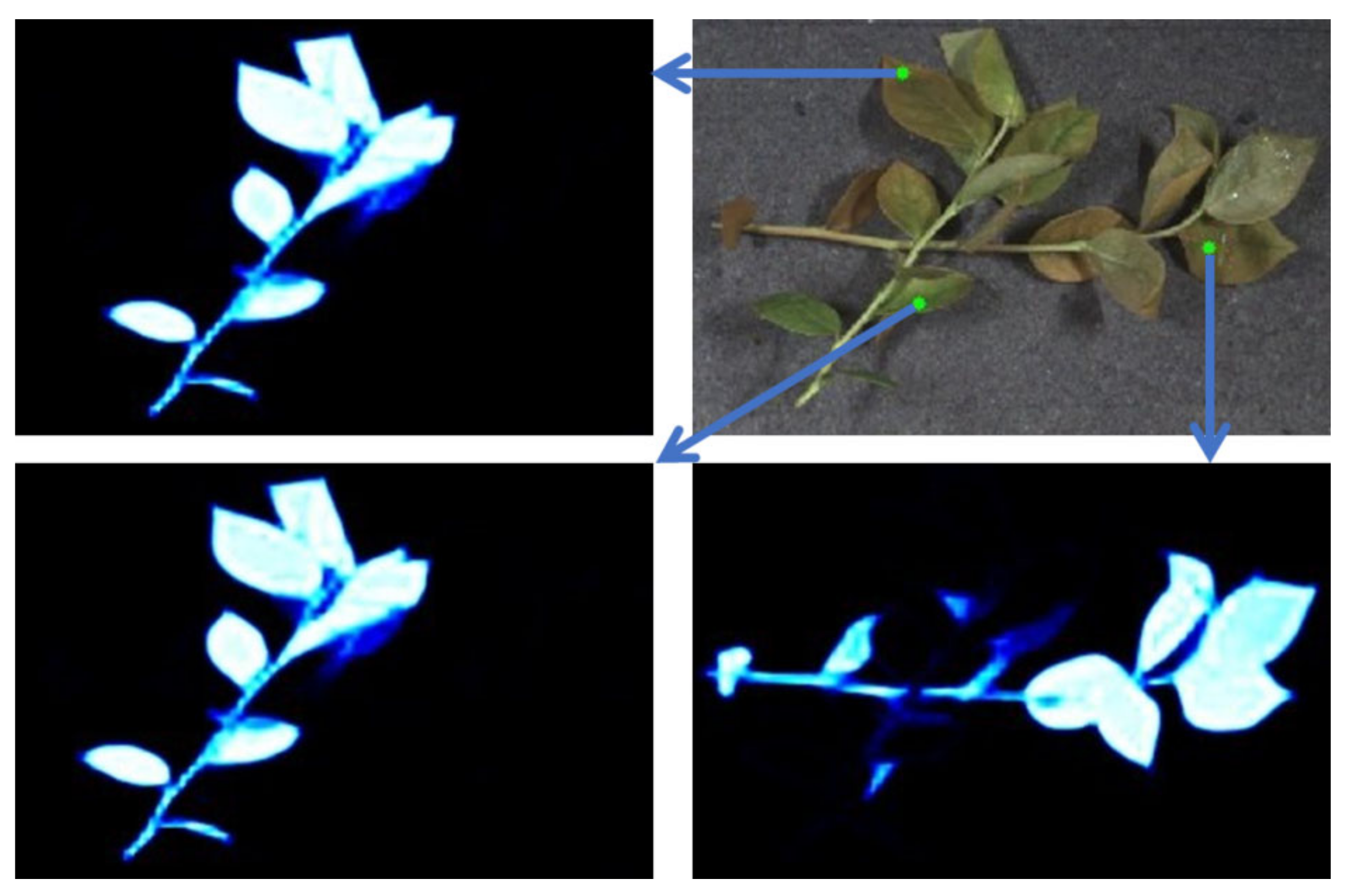 Applsci 12 03655 g005