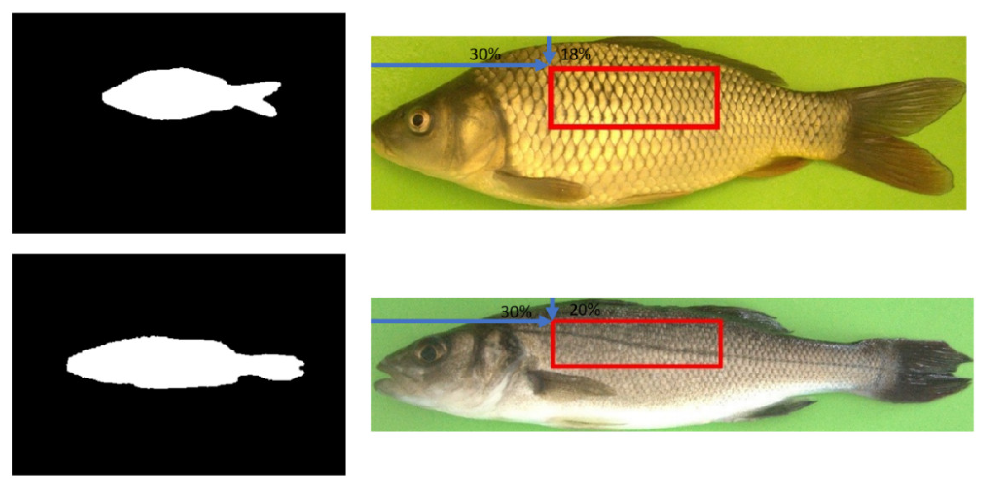 Image-Based Automatic Individual Identification of Fish without Obvious ...