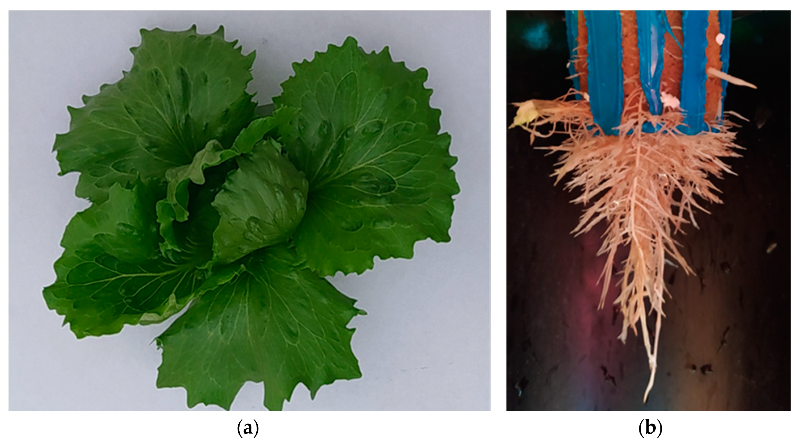 Applsci 12 06540 g008