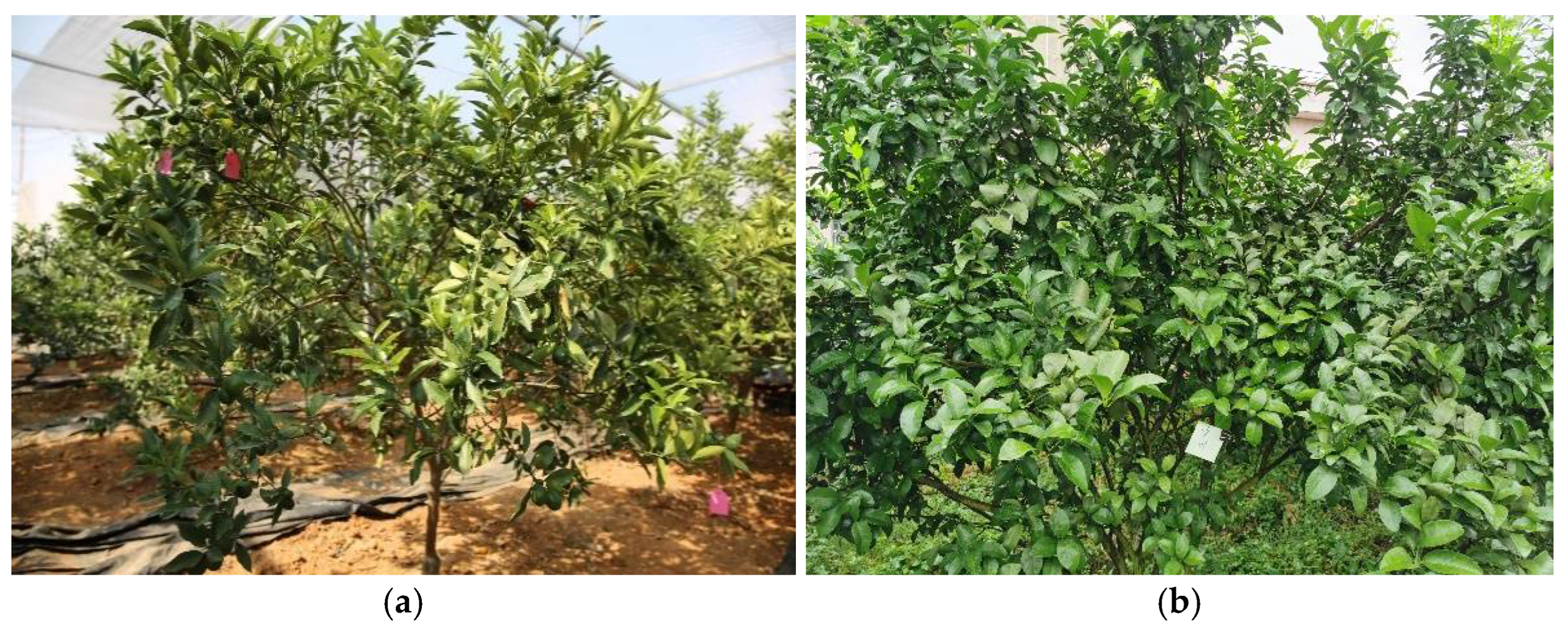 Applsci 12 06600 g001a Applsci 12 06600 g001a