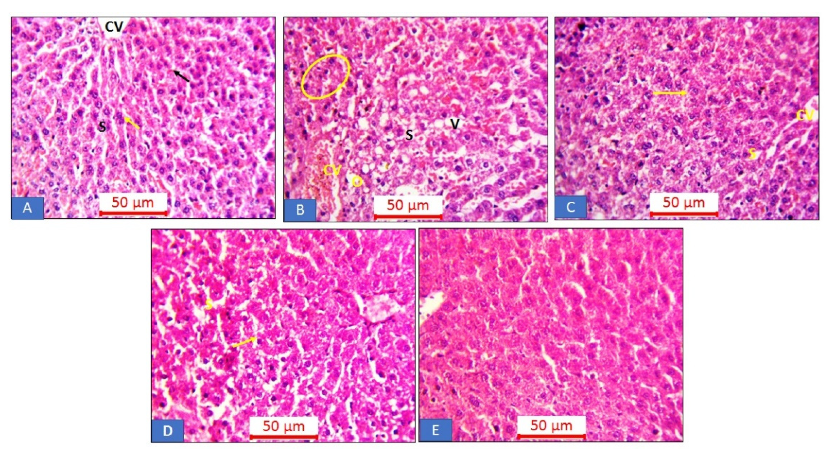 Applsci 12 06903 g007