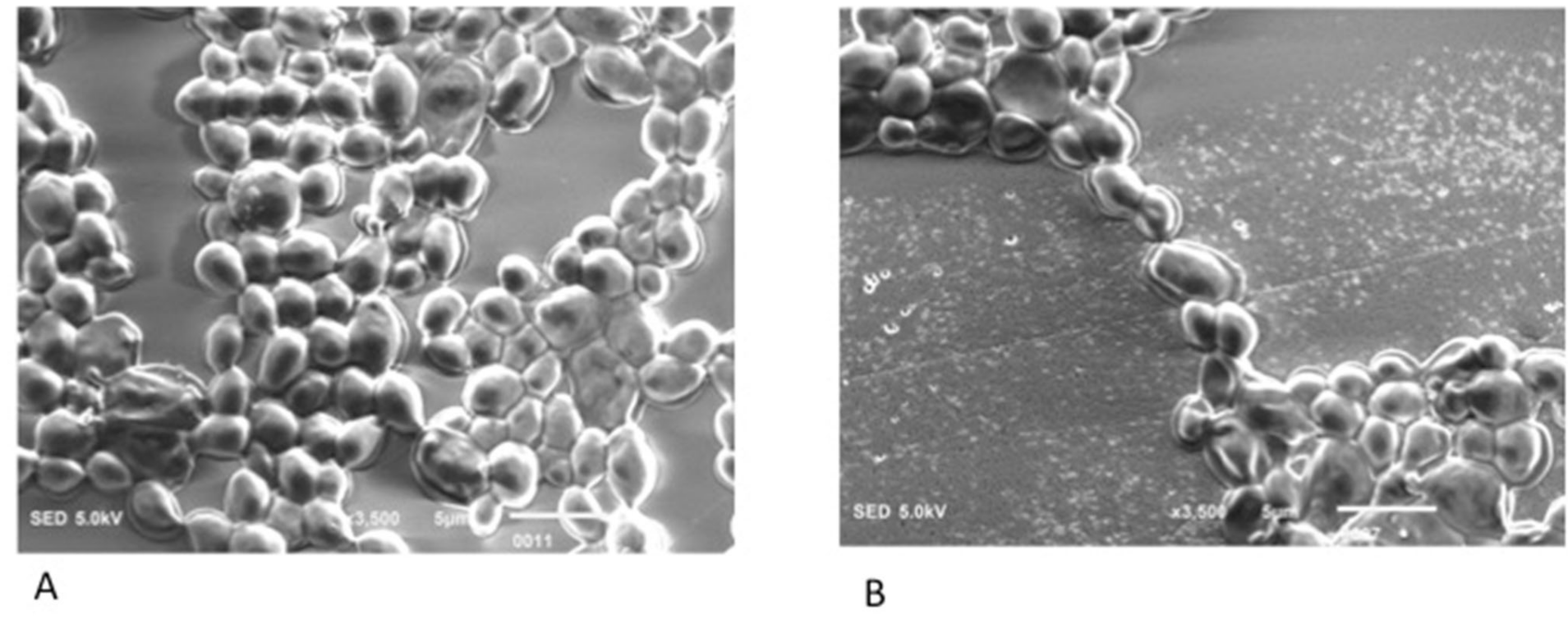 Applsci 12 07004 g006a