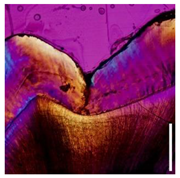 Applsci 12 07312 i004 Applsci 12 07312 i004