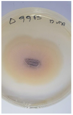 Applsci 12 08918 i001