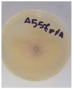 Applsci 12 08918 i007