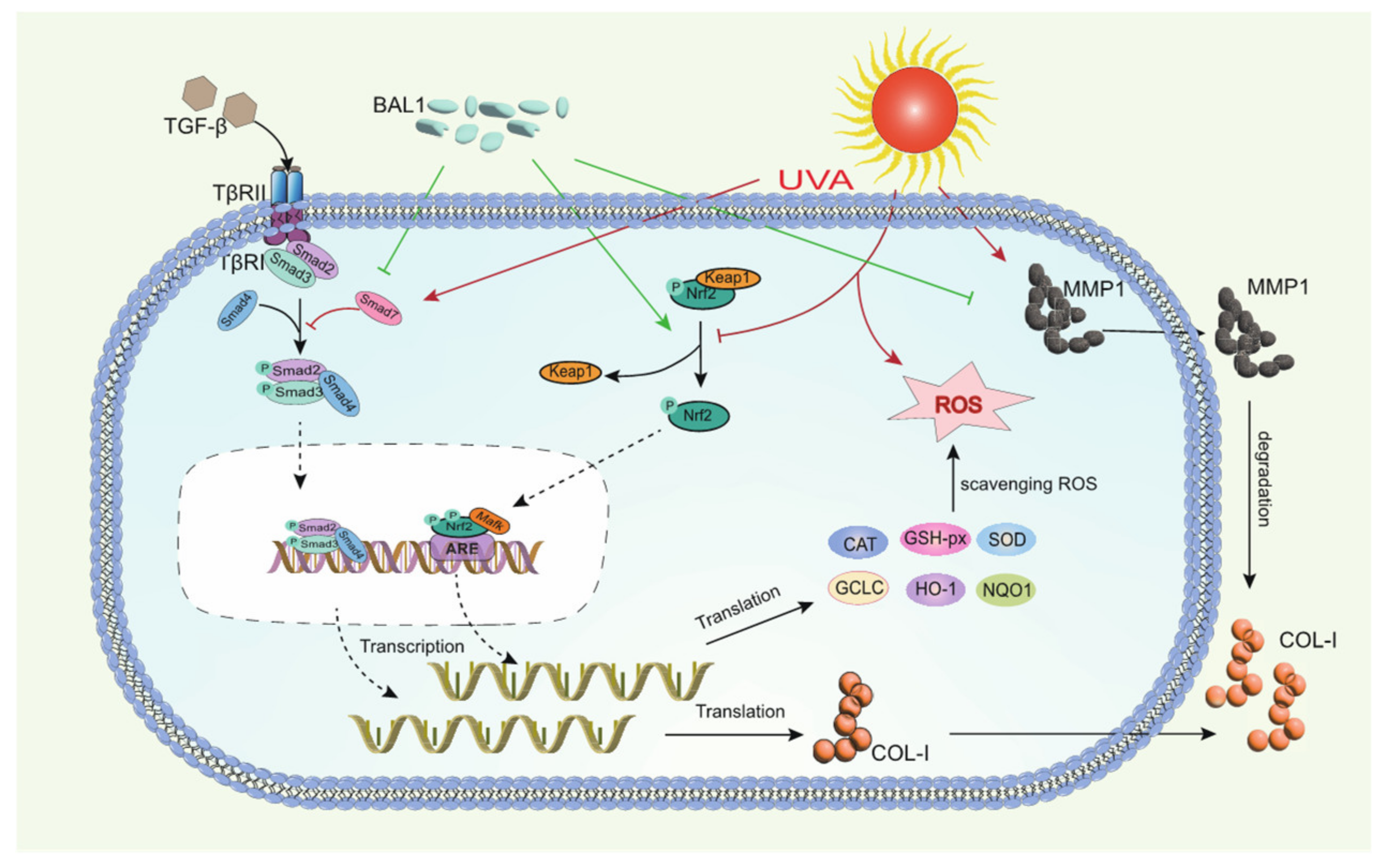 Applsci 12 09151 g007