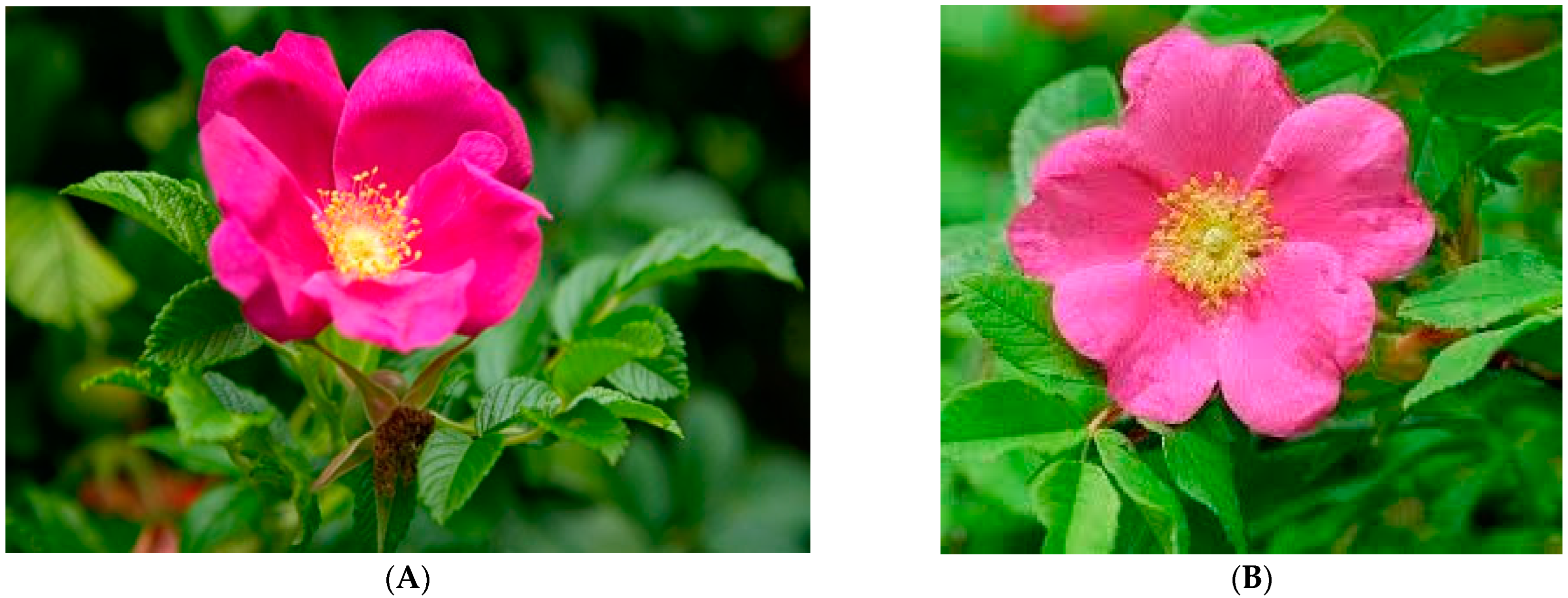 Applsci 12 09401 g001