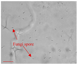 Applsci 12 10627 i002 Applsci 12 10627 i002