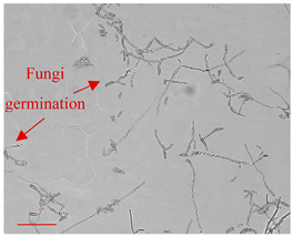 Applsci 12 10627 i004 Applsci 12 10627 i004