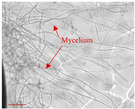 Applsci 12 10627 i005 Applsci 12 10627 i005