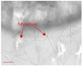 Applsci 12 10627 i006 Applsci 12 10627 i006