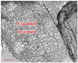 Applsci 12 10627 i007 Applsci 12 10627 i007