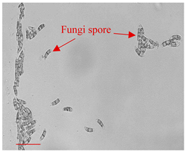 Applsci 12 10627 i010 Applsci 12 10627 i010