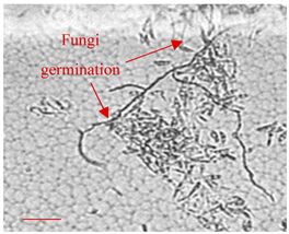 Applsci 12 10627 i011 Applsci 12 10627 i011