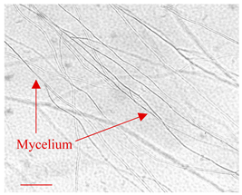 Applsci 12 10627 i013 Applsci 12 10627 i013