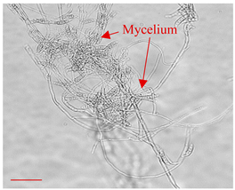 Applsci 12 10627 i014 Applsci 12 10627 i014