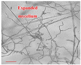 Applsci 12 10627 i015 Applsci 12 10627 i015