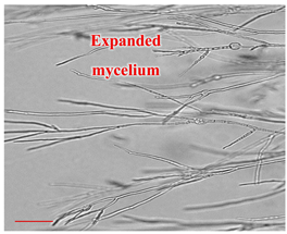 Applsci 12 10627 i016 Applsci 12 10627 i016