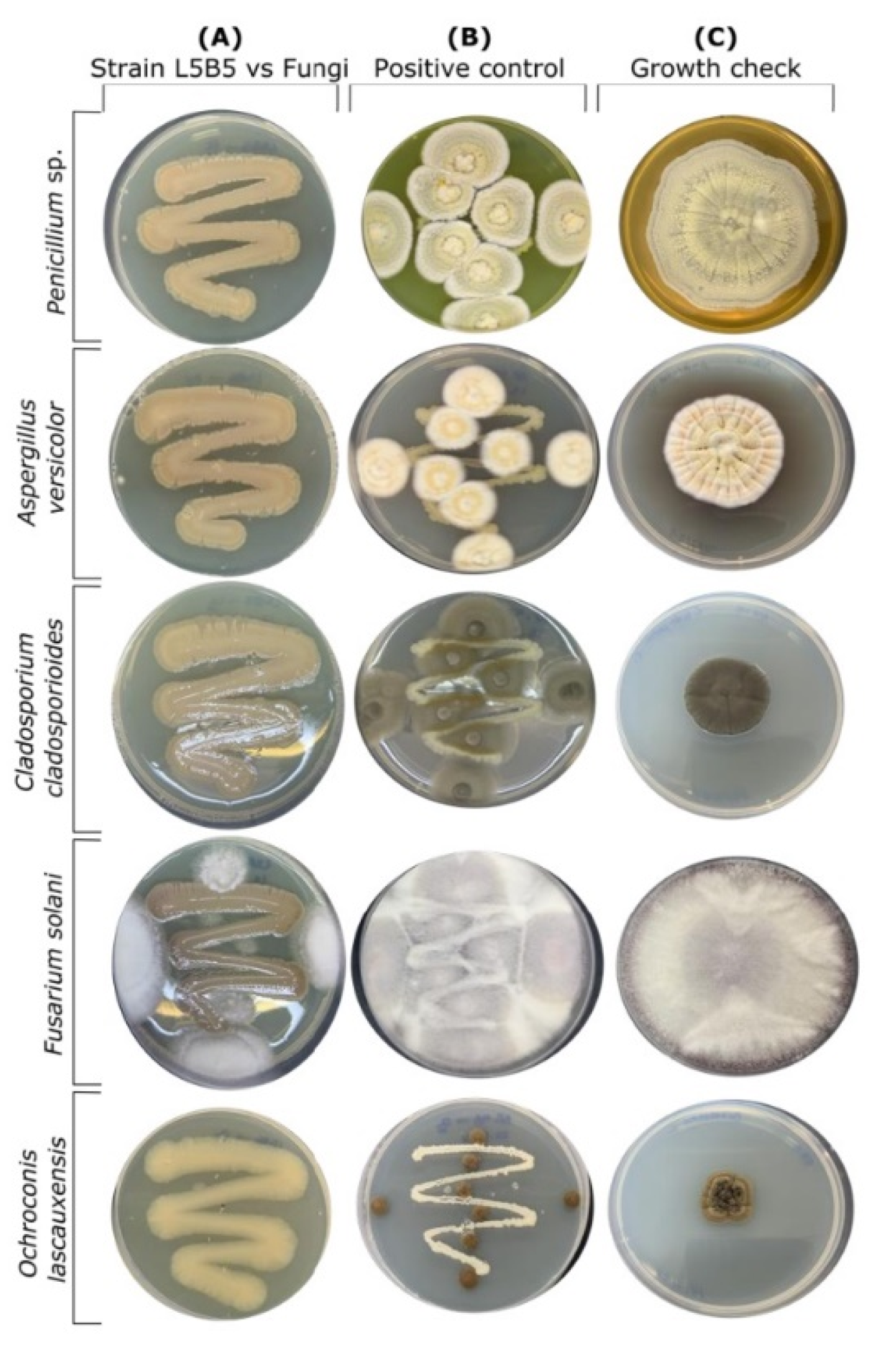 Applsci 12 10854 g003